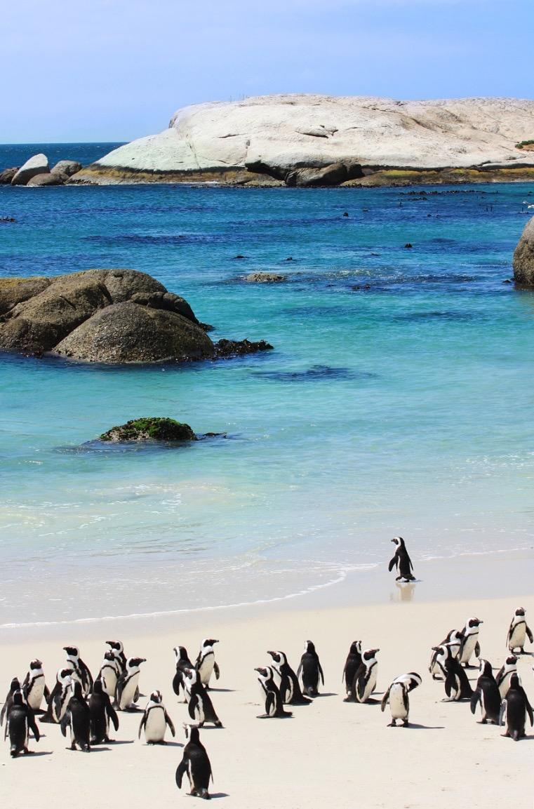 Day 3: Tuesday, July 17 Today, we explore the gorgeous Cape Peninsula, which juts out into the Atlantic Ocean at the south-western extremity of the African continent.