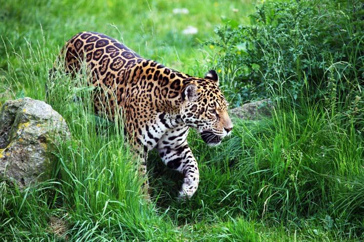 for an afternoon excursion in hopes of more jaguar sightings.