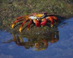 world. There is also a wonderful chance to take a stroll along the beach or swim from the shore. One of the most colorful creatures of the island will also be found here the Sally Lightfoot crabs.