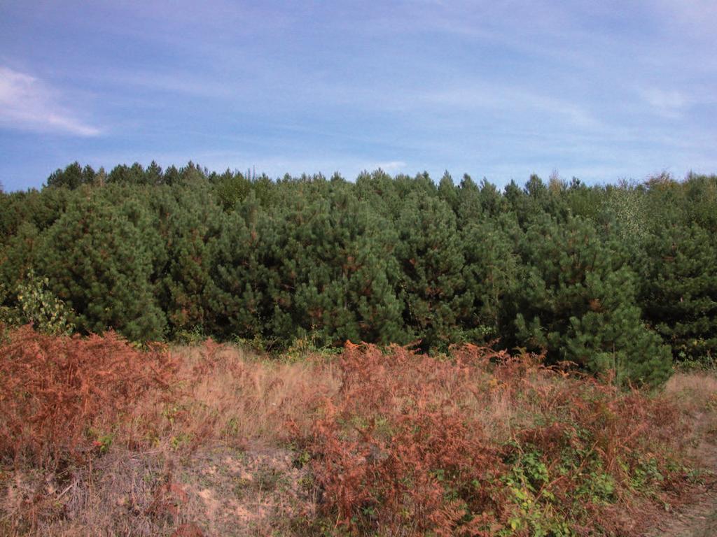 Artificially established Austrian pine stand on the montane beech site on Jelova Gora Према расположивим подацима Националне инвентуре шума (2007), данас се највећи део површина култура борова код