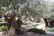 (B, L, D) Start a Site of Christ s Birth Dominus Flevit Day 09: Wednesday, October 17 th : Mt. of Olives, Gethsemane, Betrayal Cave, Western Wall, Mt. Zion, Kidron Valley & Caiaphas Palace.