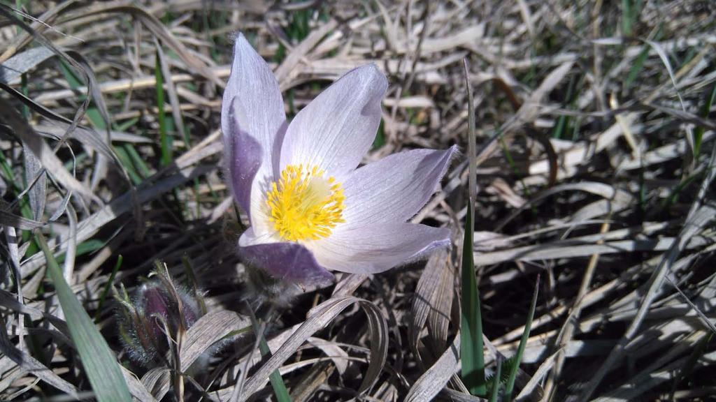 Crocus By: Brook Balazs Blooming faithfully to signal the end of the cold, The freezing, desolate, ice world that lingers Until the warm rays come to take Back the land and the lake From the frost
