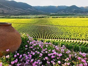 Day 2 WINE TOURS & TASTINGS Embark on a full-day excursion to some of the best wineries in Chile.