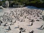 Cape Peninsula Cape Point is part of Cape Peninsula National Park (which also encompasses the Silvermine Nature