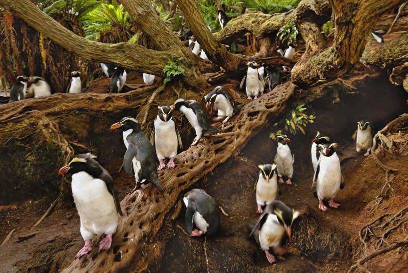 World Heritage Site 9 This five-island group in the Southern Ocean is famous for its great abundance and diversity of bird life,
