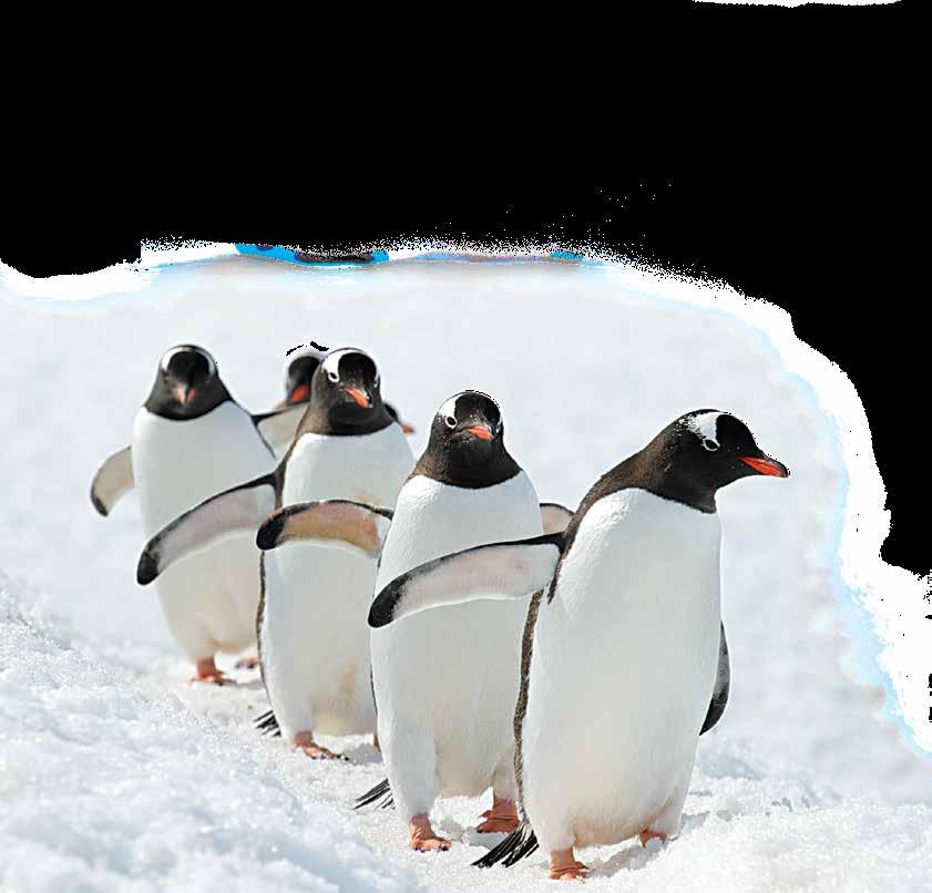 JOURNEY TO ANTARCTICA: THE WHITE CONTINENT 14 DAYS/11 NIGHTS ABOARD NATIONAL GEOGRAPHIC EXPLORER AND NATIONAL GEOGRAPHIC ORION PRICES FROM: $12,970 to $26,720 (See page 34 & 36 for complete prices.
