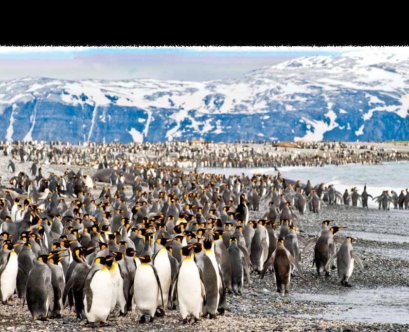 SOUTH GEORGIA AND THE FALKLANDS 19 DAYS/16 NIGHTS ABOARD NATIONAL GEOGRAPHIC EXPLORER PRICES FROM: $16,530 to $31,920 (See page 34 for complete prices.