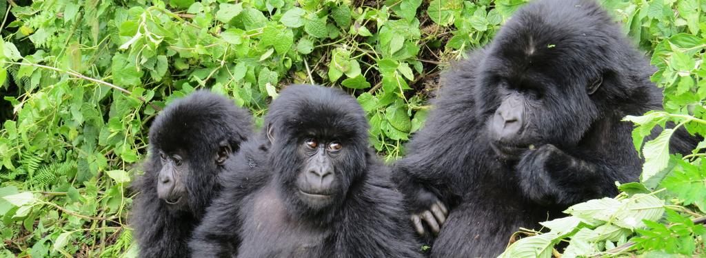 Let sgo 3DAYS FLY-IN Gorilla Adventure DAY ITINERARY ACCOMMODATION MEALS 1 Entebbe - Bwindi National Park Mahogany Springs L,D 2 Bwindi National Park / Gorilla Trekking Mahogany Springs B,L,D 3