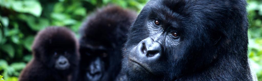 Let sgo 12DAYS Mountain Gorilla & Primate Safari Uganda & Rwanda DAY ITINERARY ACCOMMODATION MEALS 1 Entebbe 2 Friends Entebbe B 2 Entebbe -Kibale National Park Crater Safari Lodge B,L,D 3 Kibale