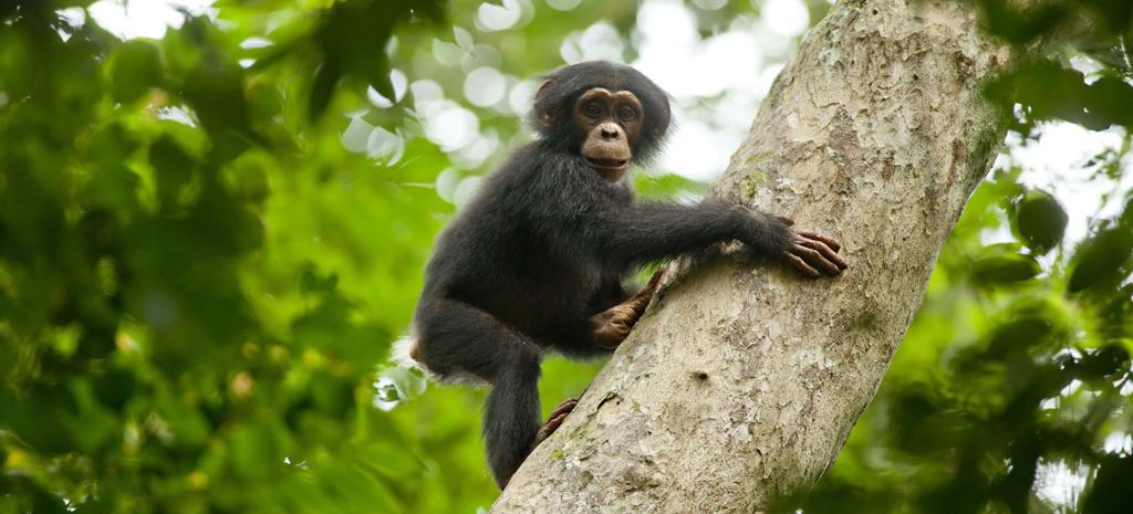Let sgo 3DAYS Chimpanzee Safari DAY ITINERARY ACCOMMODATION MEALS 1 Kampala - Kibale National Park Crater Safari Lodge L,D 2 Kibale National Park /Chimpanzees Crater Safari Lodge B,L,D 3 Kibale -