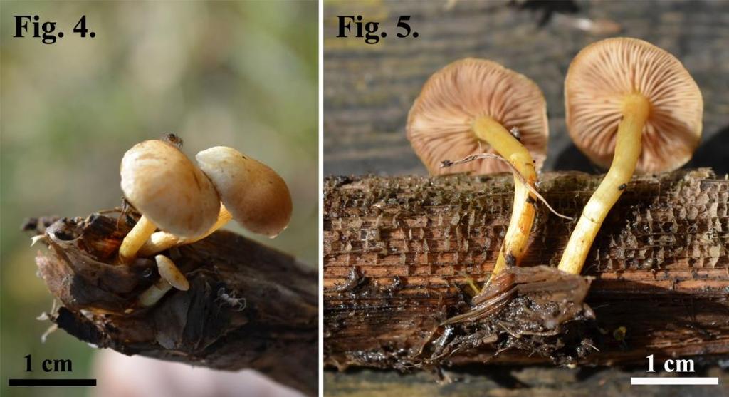Figs. 2-3 (M.limosus): 2 Basidiospores, 3 Elements of pileipellis covered by yellow ochre warts Pholiota conissans (Fr.) M. M. Moser (Syn. Pholiota graminis (Quél.