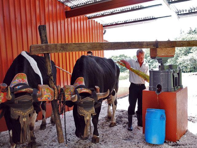 Learn about the guaro process (cane liquor) and have a demonstration of the different types of the typical trapiches (sugar cane mills); there are three types in the farm: a manual one, an oxen mill