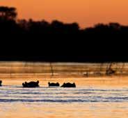 Drive to Nxai Pan National Park (3-4 hours) On arrival in Maun you will be met by your John Chase Safaris guide and
