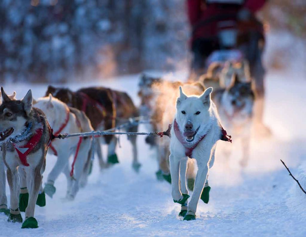 DOG SLEDDING KINGMIK DOGSLED TOURS Operated by Kingmik Experience the traditional mode of Canadian Winter Travel!
