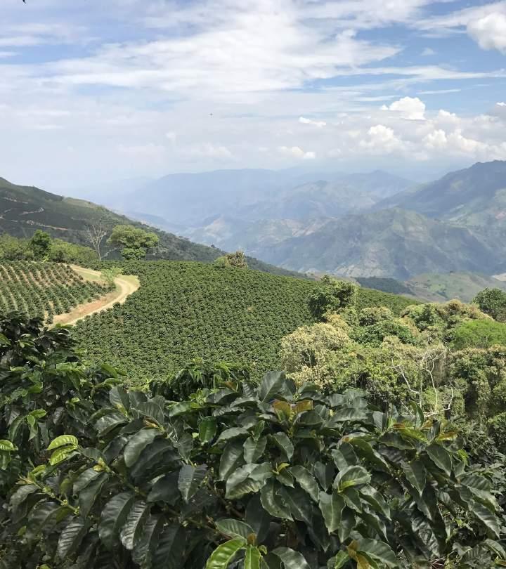 Day 5 -Medellín / Coffee Region Medellin Coffee Farm Full Day Tour Today you will spend a full day with your private English speaking local guide to experience an authentic Coffee Farm in the