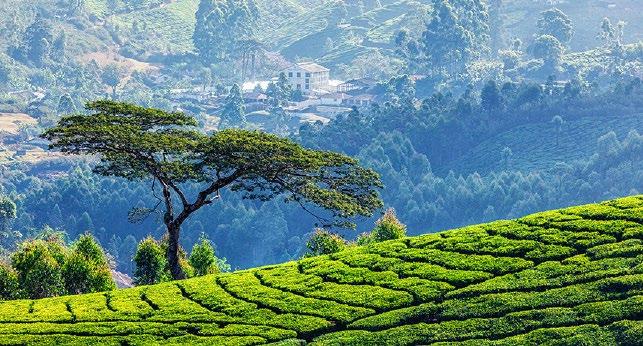 2 FOR 1 SOUTH INDIA $ 2999 FOR TWO PEOPLE THAT S % 50 OFF TYPICALLY $5999 KERALA THEKKADY MUNNAR SRI LANKA THE OFFER Prepare to experience another side of India; a haven of tranquil backwaters,