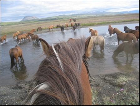 Riding in Icelandic Countryside A purebreed descendant of its Viking ancestors from the 9th century, the Icelandic horse is a product of