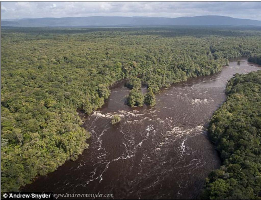Researchers from the Global Wildlife Conservation discovered the new species in Kaieteur National Park and the Upper Potaro area in Guyana areas that are part of a largely intact forest landscape.