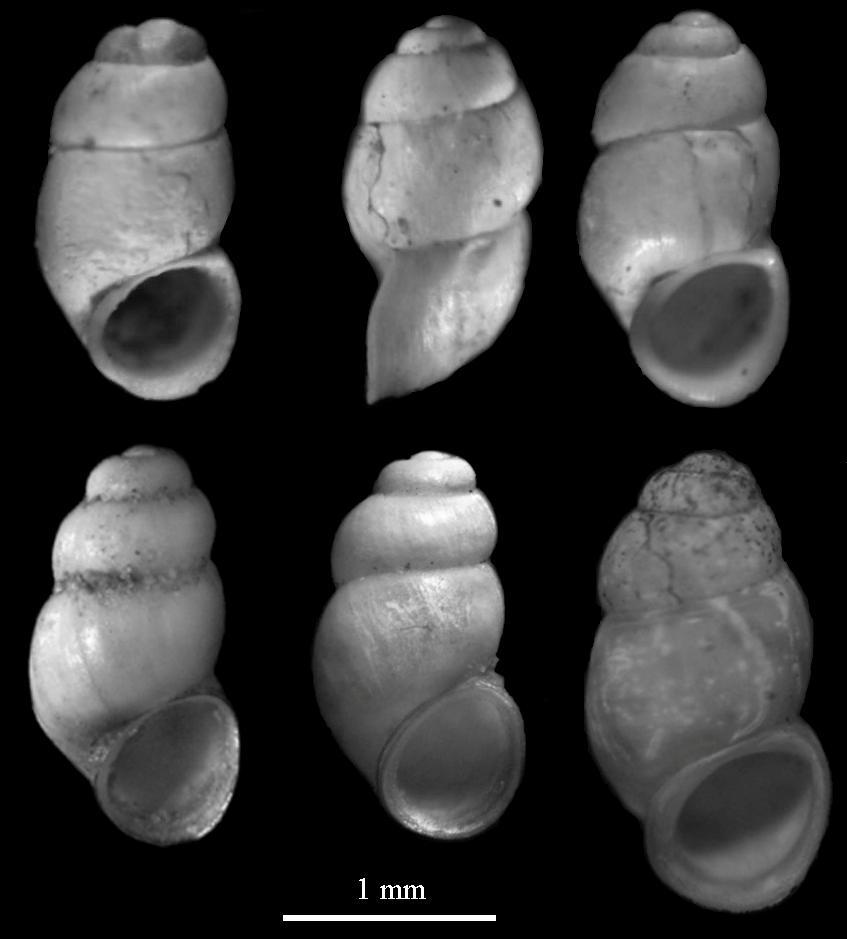 Figure 2. Belgrandiella petrovi n. sp. from the Chuchura cave: 1- holotype, 2 - paratype, compared with other stygobiotic species from the same genus with similar shape or size: 3 B.