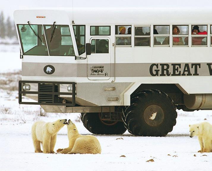 Day 3 & 4: Polar Bear Viewing Uniquely designed Polar Rovers are our mobile means for spending time among the bears.