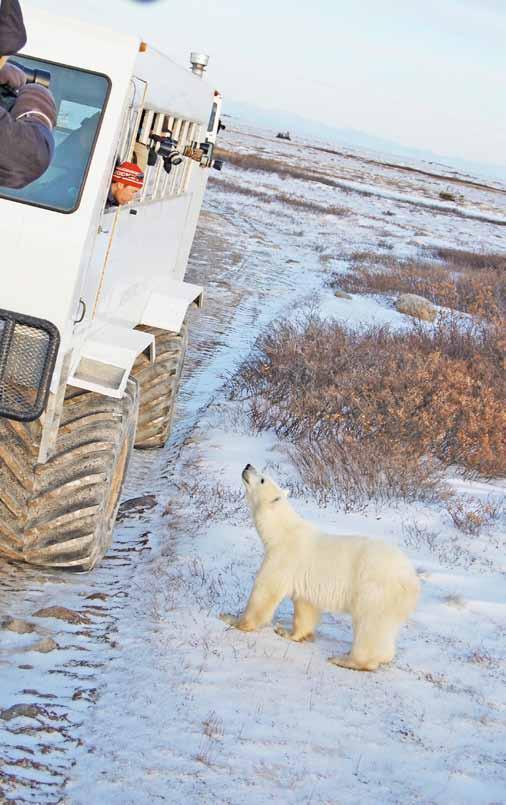 Hundreds of polar bears surround the northern town of Churchill each fall.