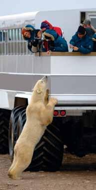 This means the bears come very close to viewing vehicles, giving you the best look at these giant creatures that can stand up to three metres (10 feet) tall.