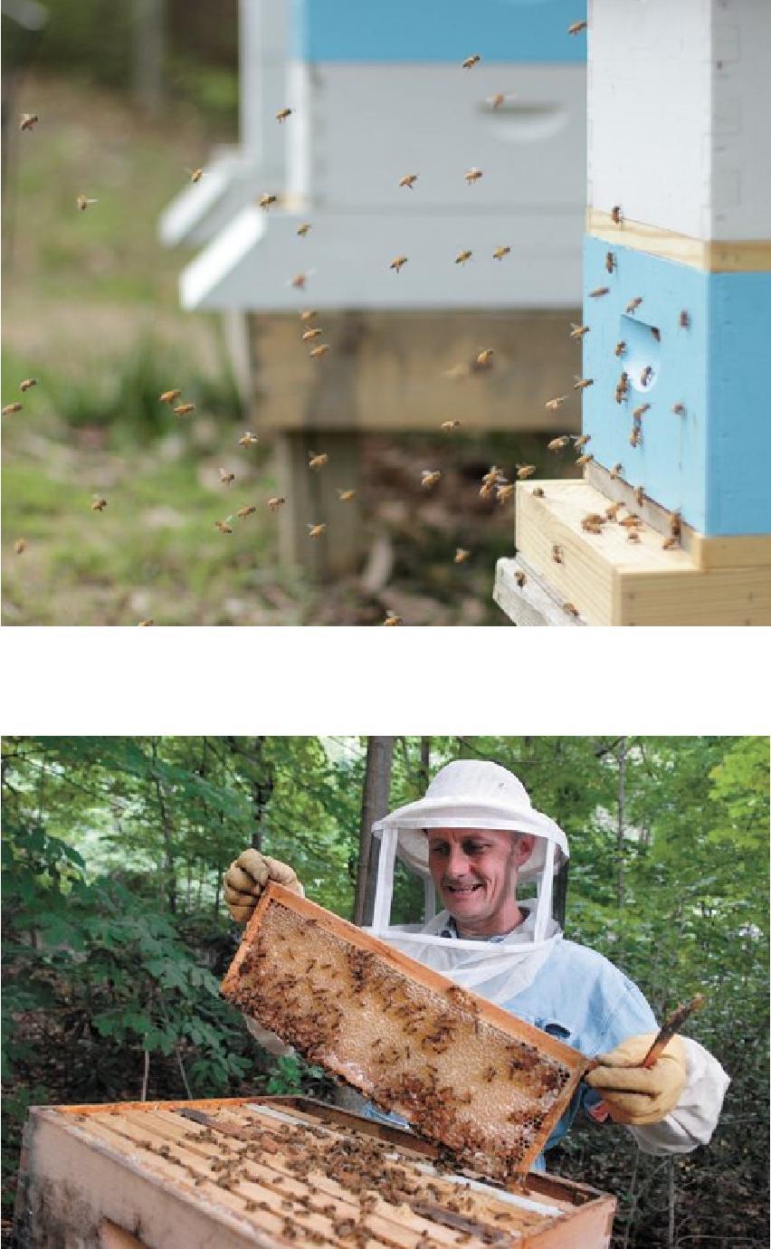 Hive Inspections Always Have A Plan Write it Down Inspect From The Outside - Bee Flight, Pollen Coming In, Signs of Pests, Sounds, Odd Smells, Dead Bees Open The Hive - Sunny Day When Foragers Are