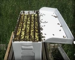 Installing A Nucleus (Nuc) Full, Functioning Hive - Can Stay in Nuc Box For A While if Needed (Open the entrance) - Best to Install Right Away When Possible - Have Native Food Stores, So Can Use