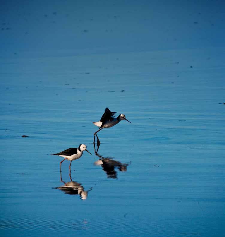 The Black-winged Stilt, along with many other