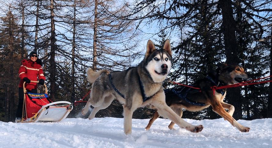 Dog Sleigh Dog sled tours with guides are available in a few localities, including Colle San Carlo, under the majestic views of Mont Blanc, just a few minutes drive from La Thuile.