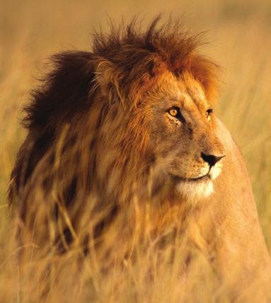 KRUGER TO THE CAPE 8 DAY PACKAGE Discover the cultural history of Johannesburg as you spend time in Soweto and visit the Apartheid Museum, enjoy Big Five game viewing in Kruger National Park and end
