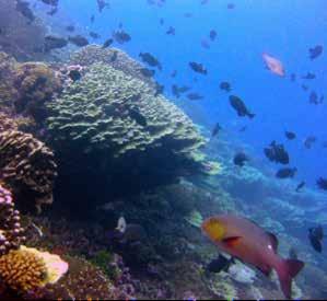 Recognising the importance of coral reefs socio-economic and ecological values and their general degradation, countries in the Western Indian Ocean (WIO) through the Indian Ocean Commission, and