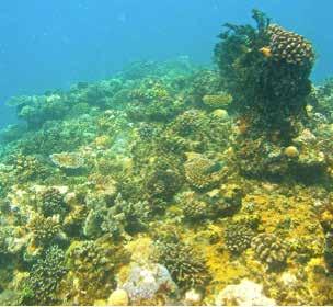 A regional framework has been set up for monitoring the status of coral reefs and its associated biodiversity.