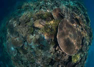 1.1.5 Data archiving and access This reporting effort represents the first compilation and quantitative assessment of data on coral reef health by the regional monitoring networks, though this has