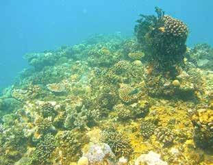 A significant increase in national commitments to coral reef management and shifting drivers to promote coral growth, reducing drivers of algal growth and actively managing fisheries to ensure