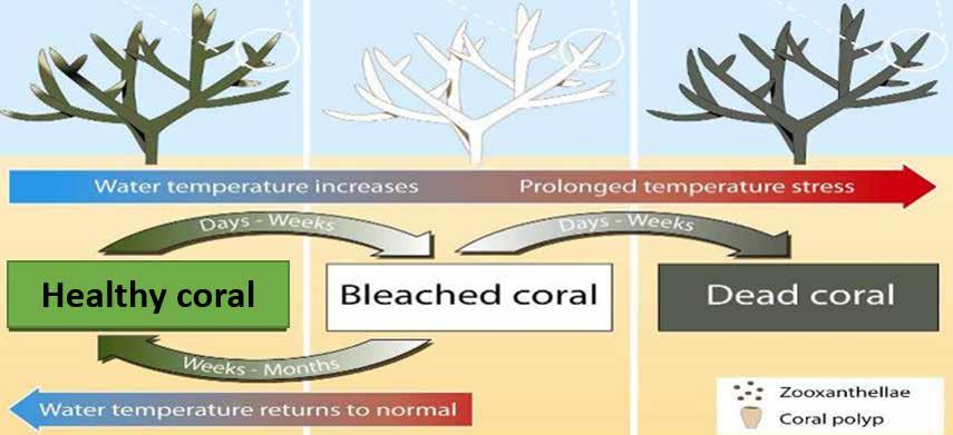 zooxanthellae present zooxanthellae expelled algae-covered skeleton Figure 1.3.1 Stages of coral bleaching. (Source Marshall, P. and Schuttenberg, H. 2006. A Reef Manager s Guide to Coral Bleaching.