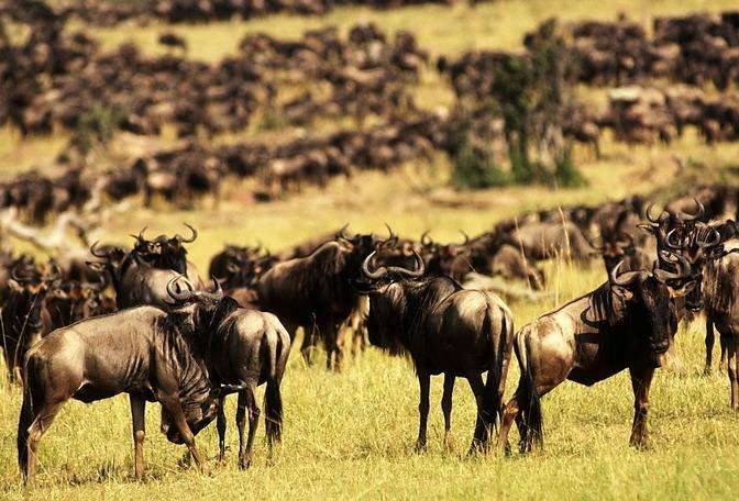 2 Wildebeest in the Serengeti: limits to exponential growth In the previous chapter we saw the power of exponential population growth.