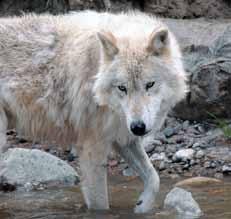 Fall Wolf and Elk Discovery DELVE INTO THE WORLD OF WOLVES AND ELK Leisurely guided hikes will travel into the habitat if these two critically-linked species.