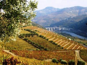 The classification of the Alto Douro Wine Region by UNESCO, the figure of evolving and living cultural landscape, occurred on 14 December 2001 at the 25th session of the World Heritage Committee,