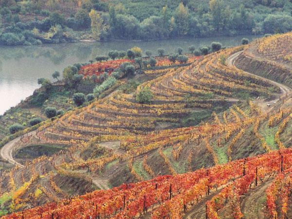 Nestled between two rivers, and situated on a slope in steps over the Douro has a beautiful landscape dotted by farms and solar