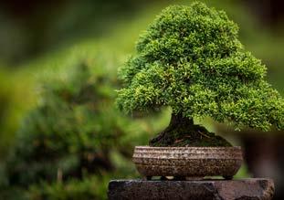Experience the beauty of bonsai during Bonsai Week at the National Arboretum Canberra.