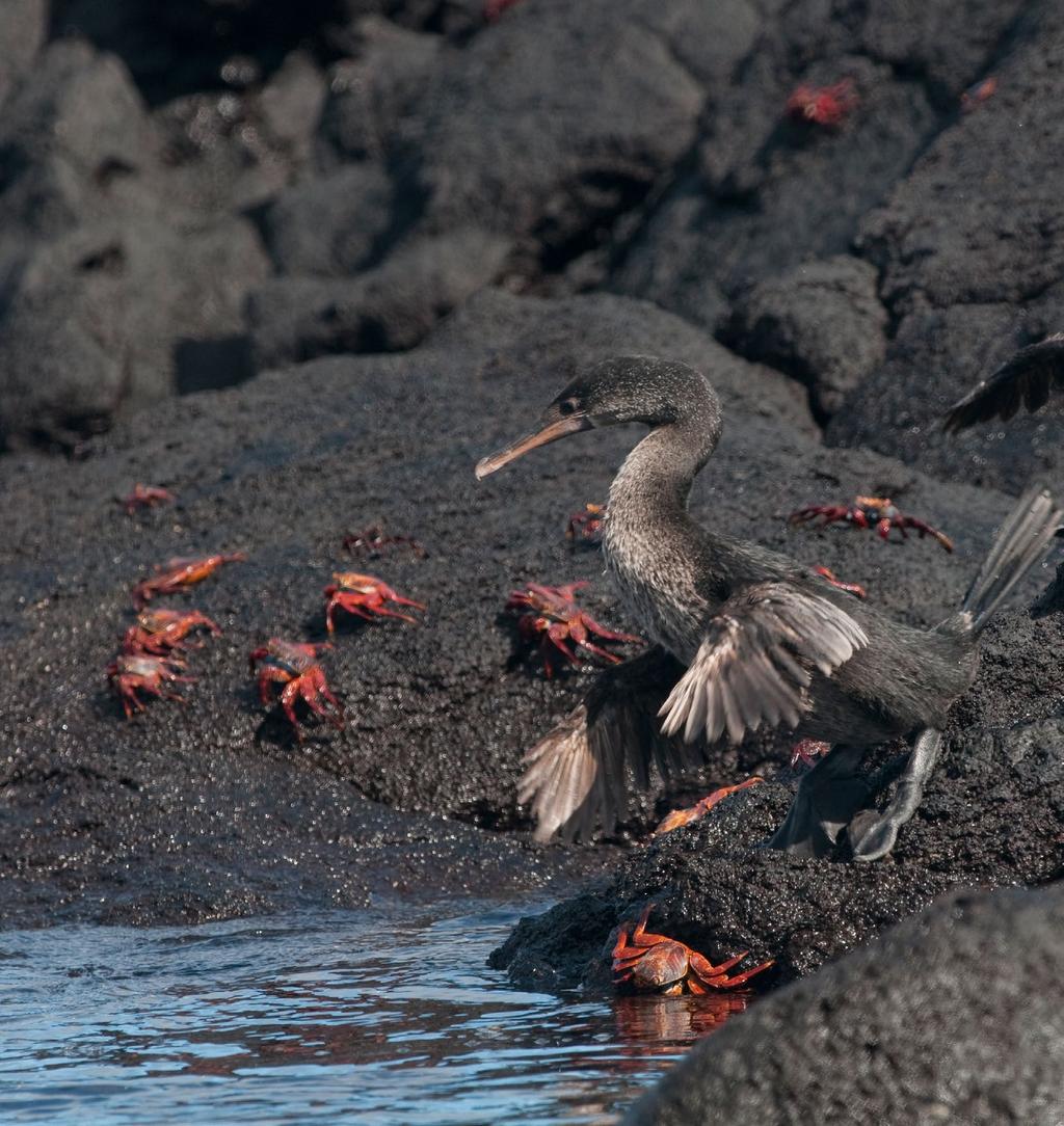 FLIGHTLESS CORMORANT WITH SALLY LIGHTFOOT CRABS Explore the diverse environments of the -Galápagos up close on a unique land journey and through hands-on activities like snorkeling, hiking, biking