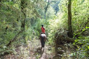 trek on the Huilo Huilo trail, and treks on the Truful Botany trails