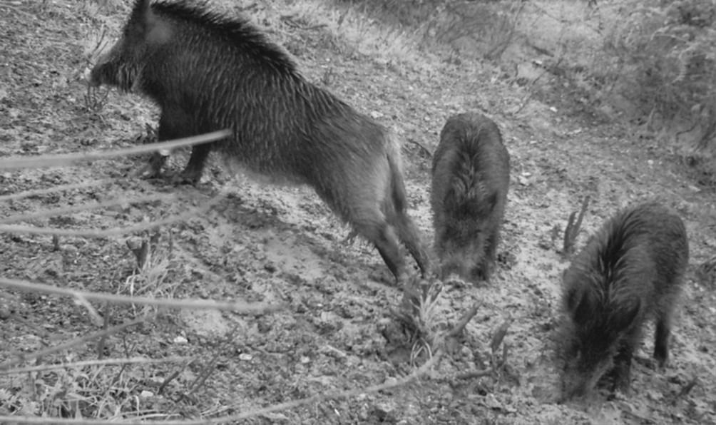 Wild boars within Monti Sibillini National Park PNMS 2017 Population assessment based on 10 consecutive counting