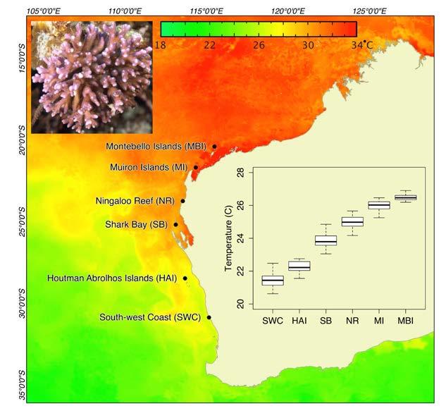 Muiron Islands cluster together with Pilbara samples But