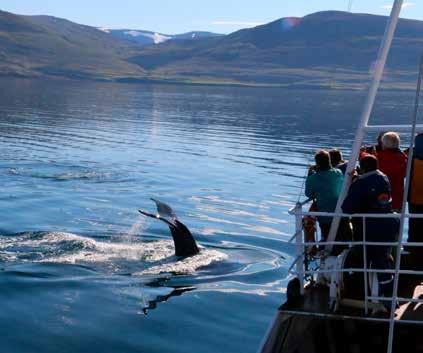Dalvík is known for being one of the best places to spot whales in Iceland, especially if you want to see more than one type of whale and other ocean wildlife.