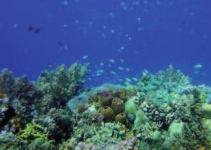 Background [ 5 ] Coral reefs support some of the highest biodiversity per unit area of any ecosystem on earth.