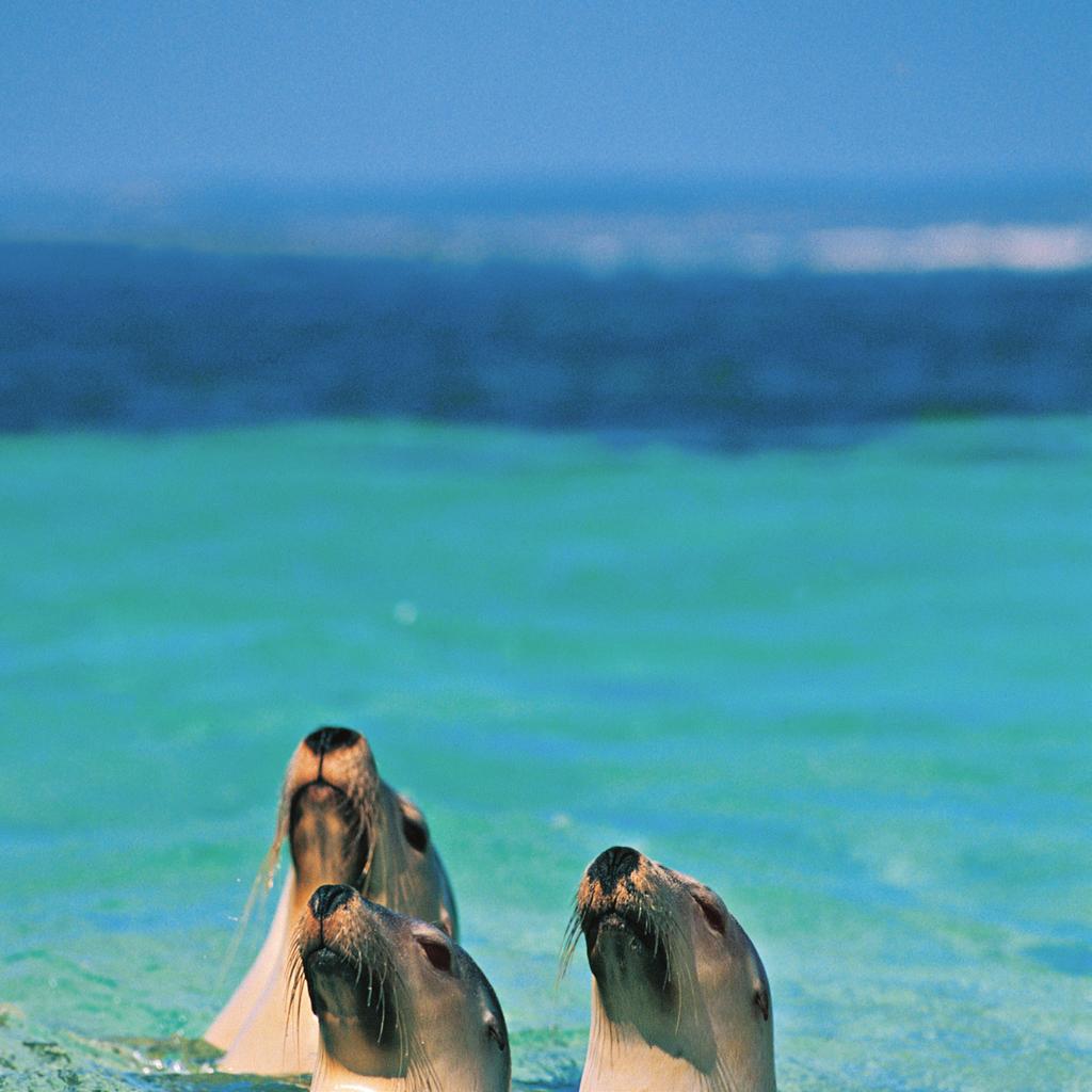 Rockingham, Mandurah and the Peel Region Just 40 minutes south of the CBD you will find Rockingham, home to one of Perth s hidden treasures, Shoalwater Islands Marine Park including Penguin Island,