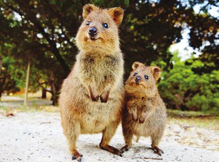 beaches and bays. Rottnest Island is a haven for Western Australian flora and fauna, including the native and very photogenic Quokka.