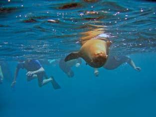 exploring the sea above and below snorkeling with sea lions & sea turtles is a major part of our expedition While the shadow of Darwin obviously lies over our Galápagos expeditions, our company pays